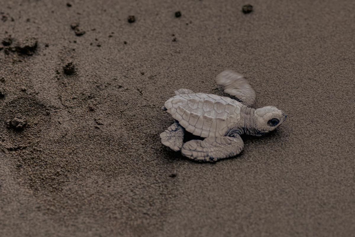 Mamá Orbe y su familia se dedican a cuidar y ayudar a las tortugas en su proceso de anidación en el Pacífico colombiano. Parte del proceso incluye limpiar todos los días las playas de plásticos y desechos. (Fotos suministradas por Mauricio Olaya)