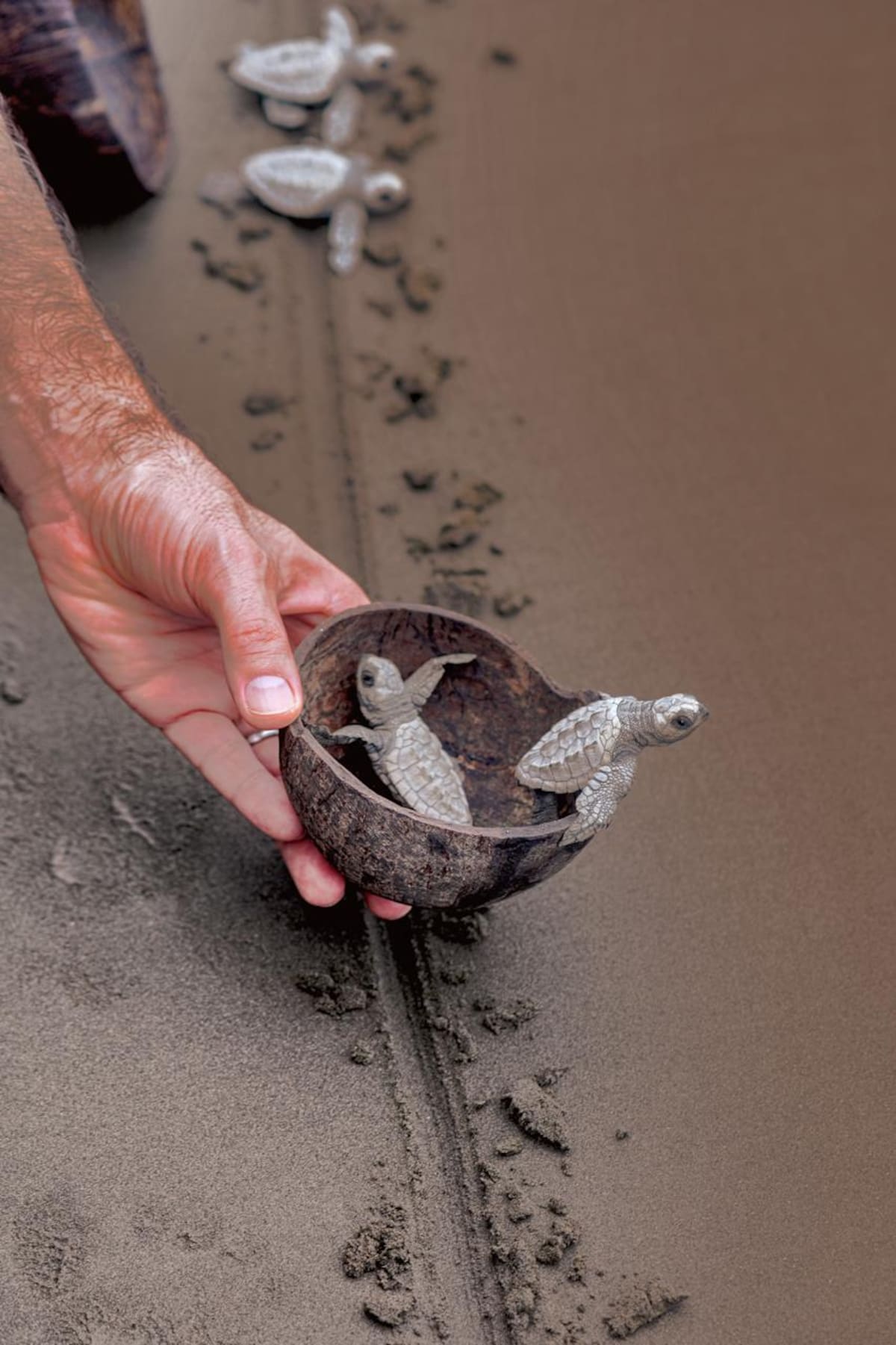 Mamá Orbe y su familia se dedican a cuidar y ayudar a las tortugas en su proceso de anidación en el Pacífico colombiano. Parte del proceso incluye limpiar todos los días las playas de plásticos y desechos. (Fotos suministradas por Mauricio Olaya)
