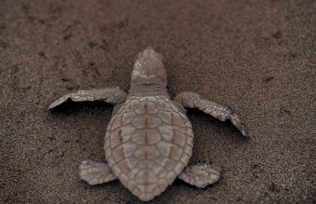 Mamá Orbe y su familia se dedican a cuidar y ayudar a las tortugas en su proceso de anidación en el Pacífico colombiano. Parte del proceso incluye limpiar todos los días las playas de plásticos y desechos. (Fotos suministradas por Mauricio Olaya)