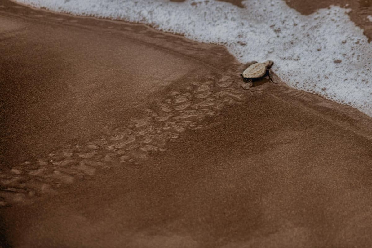 Mamá Orbe y su familia se dedican a cuidar y ayudar a las tortugas en su proceso de anidación en el Pacífico colombiano. Parte del proceso incluye limpiar todos los días las playas de plásticos y desechos. (Fotos suministradas por Mauricio Olaya)