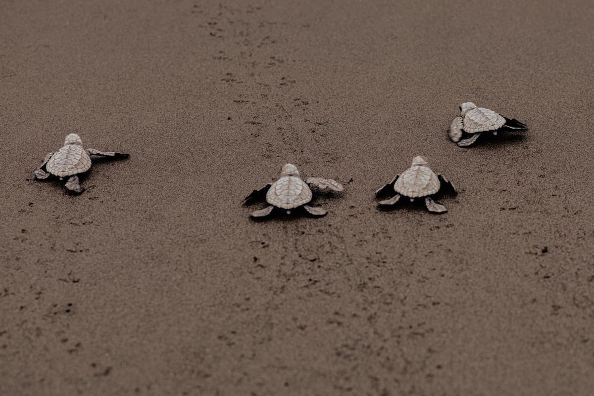 Mamá Orbe y su familia se dedican a cuidar y ayudar a las tortugas en su proceso de anidación en el Pacífico colombiano. Parte del proceso incluye limpiar todos los días las playas de plásticos y desechos. (Fotos suministradas por Mauricio Olaya)