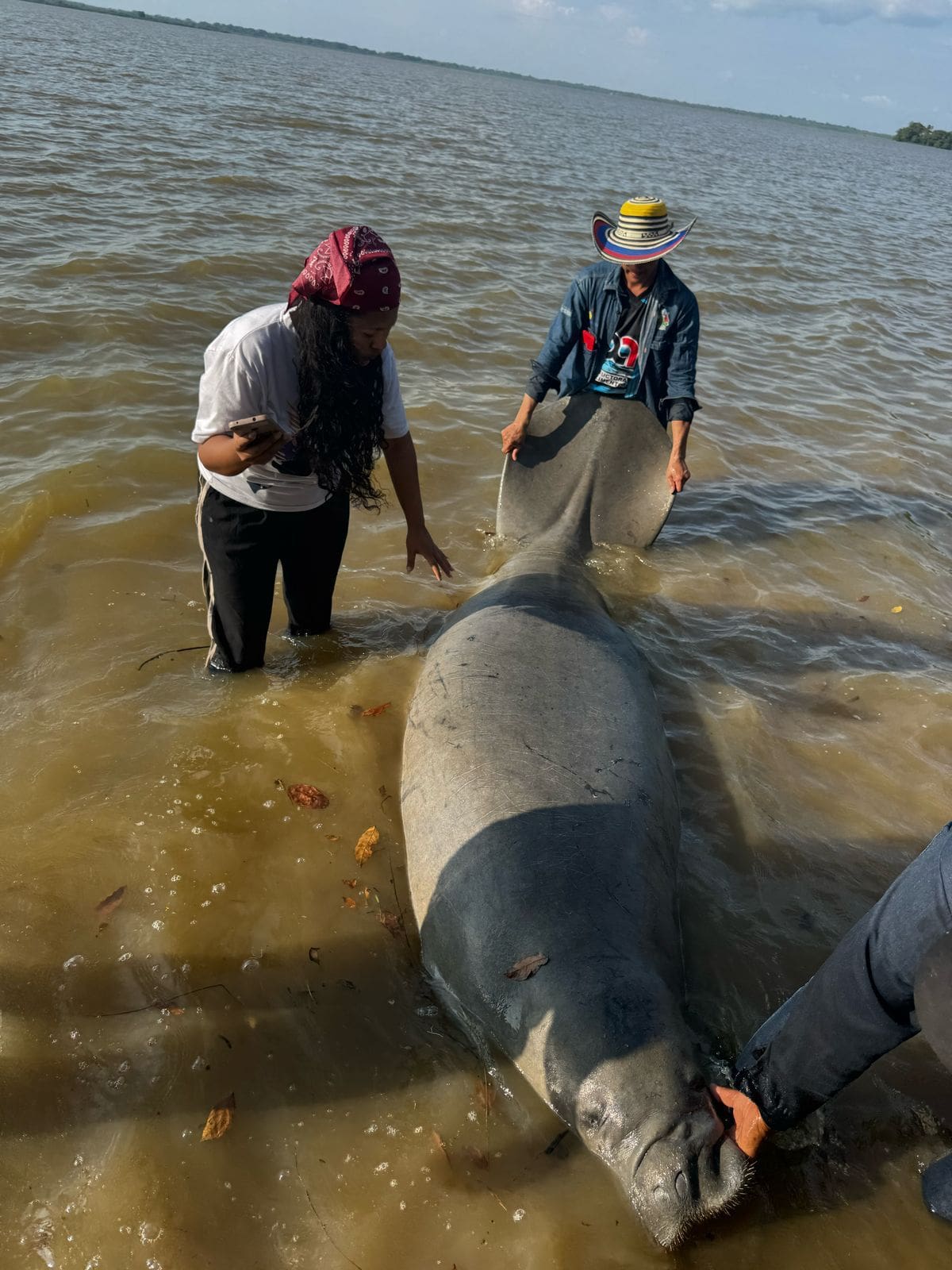 El descenso de los niveles de agua en la ciénaga El Llanito pone en riesgo de muerte a los manatís antillano.
Suministrada/Vanguardia