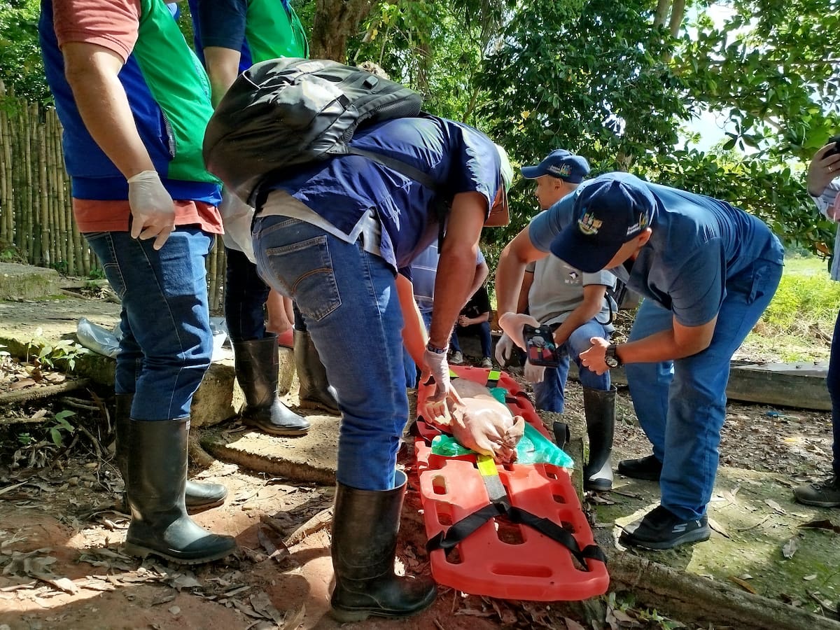 En diciembre de 2025, un manatí bebé fue hallado muerto en la ciénaga El Llanito de Barrancabermeja