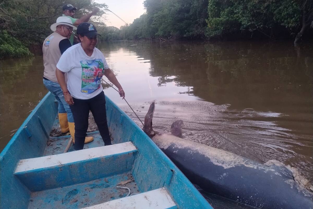 Manatí hallado muerto por pescadores en el caño San Silvestre (Foto suministrada / VANGUARDIA)