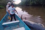 Alerta ambiental: reportan la muerte de otro manatí en Barrancabermeja