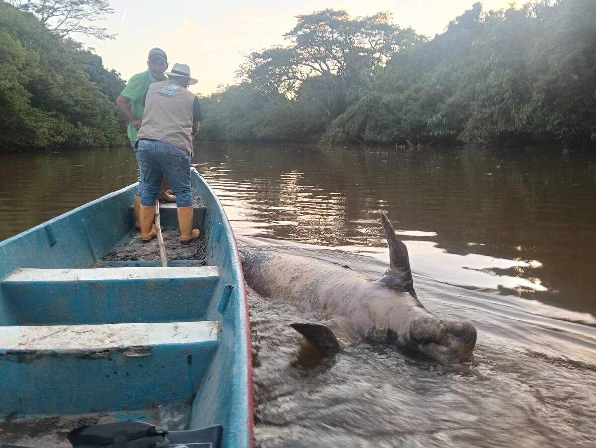 Manatí hallado muerto por pescadores en el caño San Silvestre (Foto suministrada / VANGUARDIA)