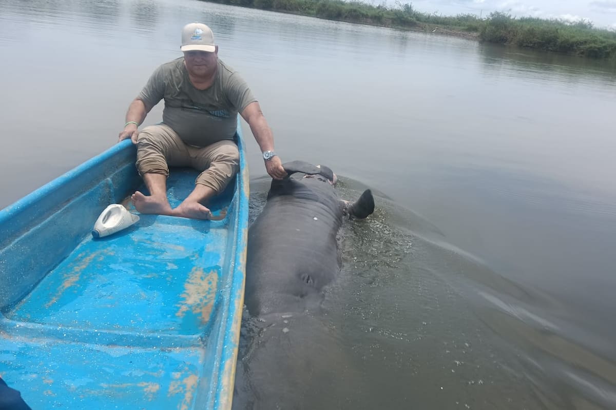 Pescadores reportaron el hallazgo de un manatí muerto en el caño San Silvestre de Barrancabermeja.