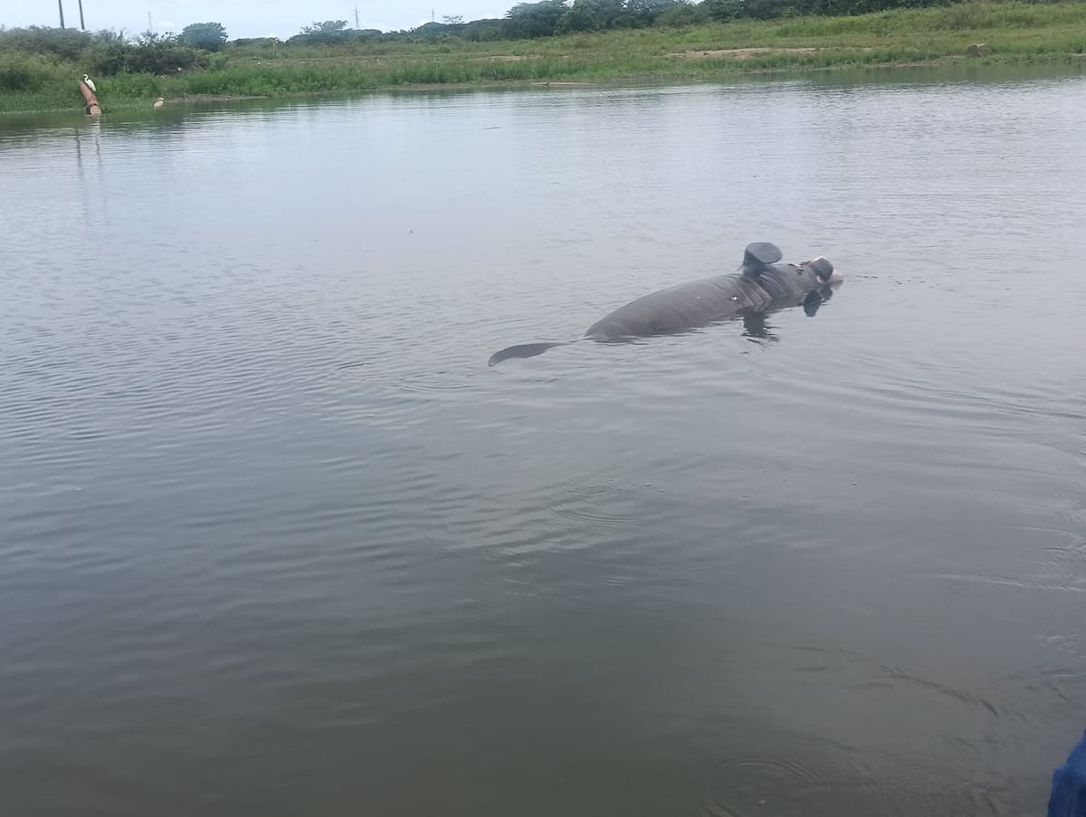 Pescadores reportaron el hallazgo de un manatí muerto en el caño San Silvestre de Barrancabermeja.