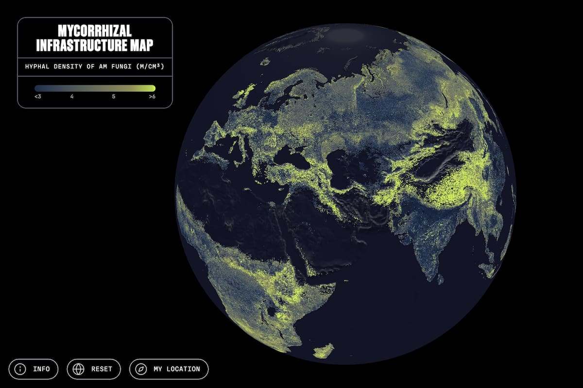 Un equipo internacional de investigadores ha elaborado el primer mapa global del 'sistema circulatorio' de la Tierra, una vasta red de hongos subterráneos -que abarca unos 110 billones de kilómetros- que son esenciales para sostener la vida y el equilibrio climático. Imagen: Moritz Stefaner/Justin Stewart (Sociedad para la Protección de las Redes Subterráneas).