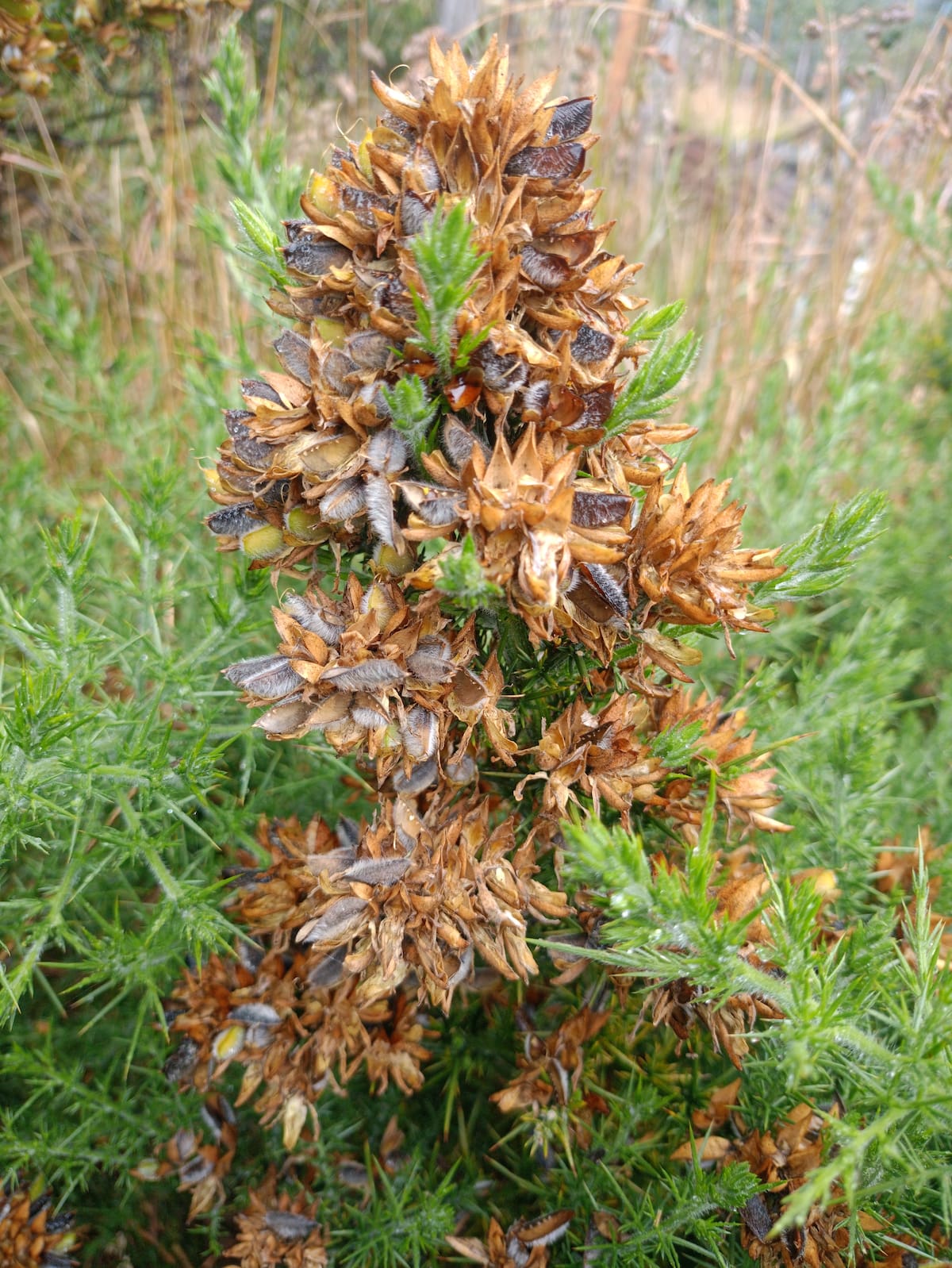 Retamo espinoso (Ulex europaeus) | CDMB/Vanguardia