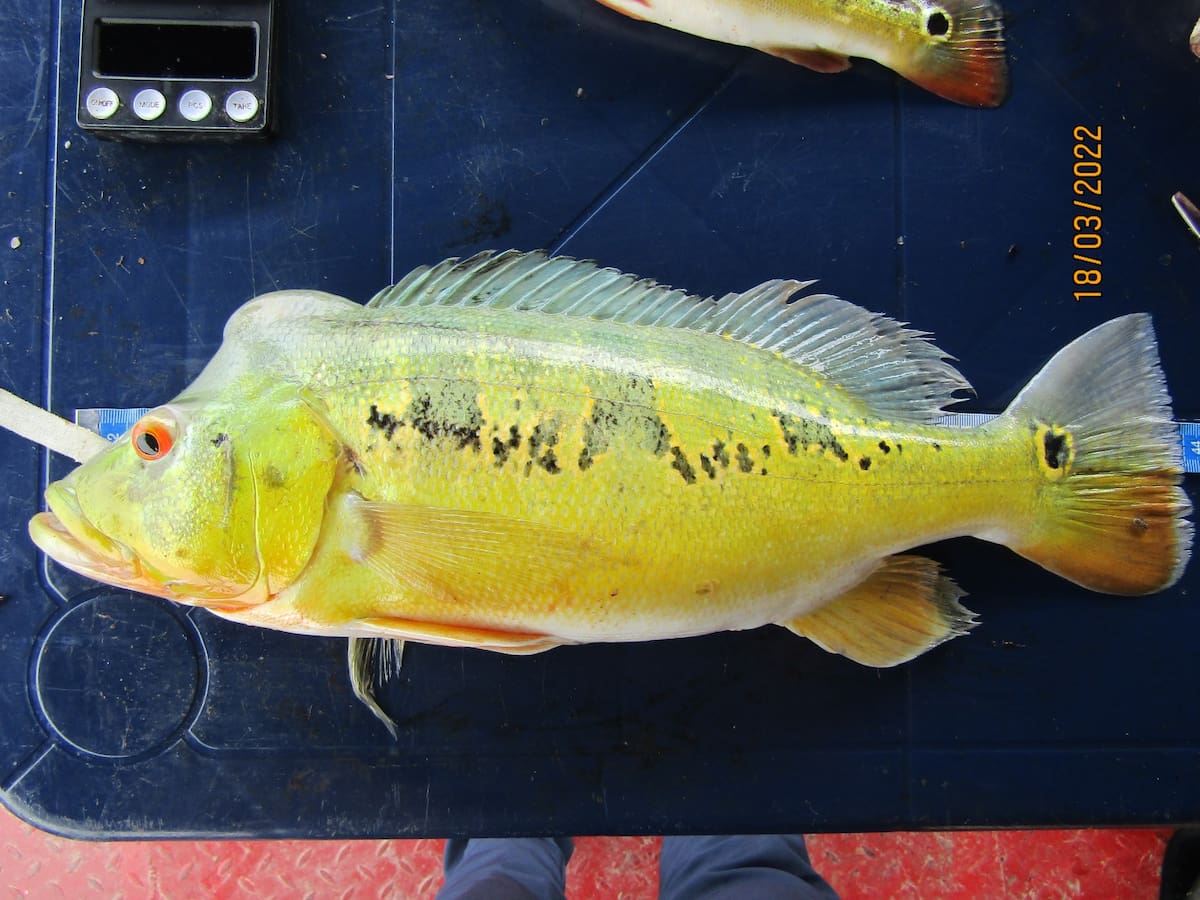 Tucunaré | Tomada de Autoridad Nacional de Acuicultura y Pesca/Vanguardia