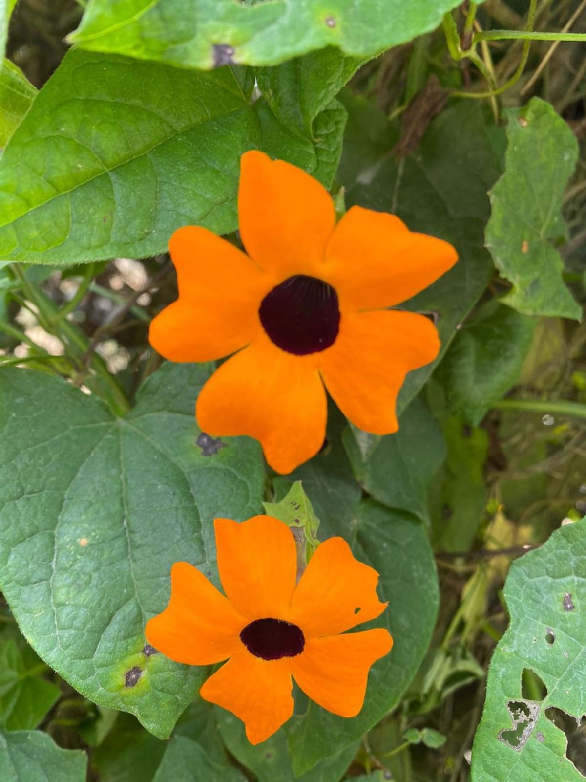 Ojo de poeta (Thunbergia alata) | CDMB/Vanguardia