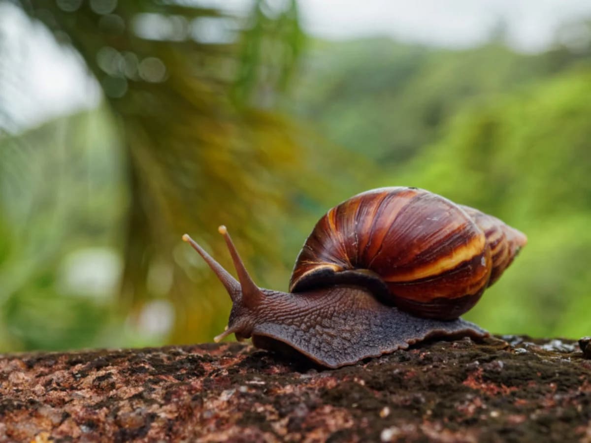 Caracol gigante africano (Achatina fulica) | Tomada de Imct (La Cultural)/Vanguardia