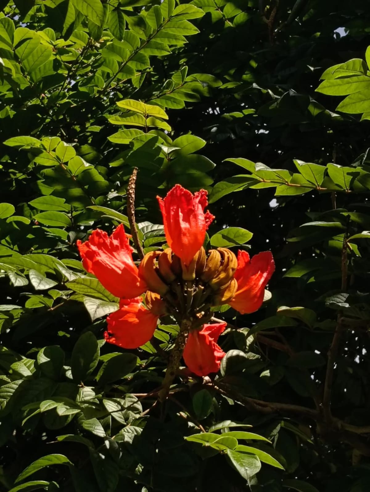 Tulipán africano (Spathodea campanulata) | CDMB/Vanguardia
