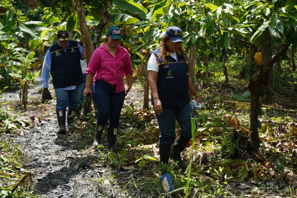 Suministrada/Vanguardia