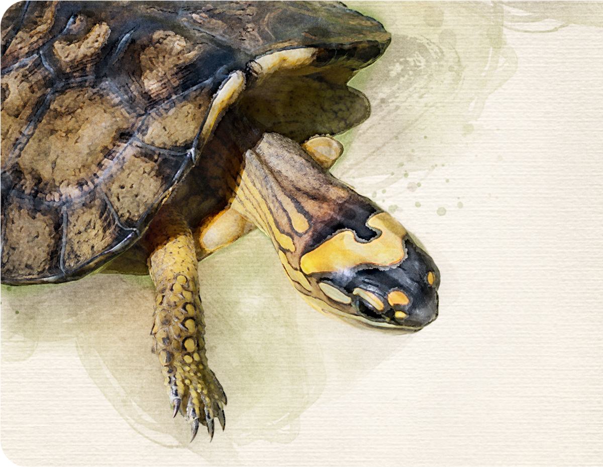 Ilustraciones tomadas del Informe de Tráfico de Fauna Silvestre de la Defensoría del Pueblo.