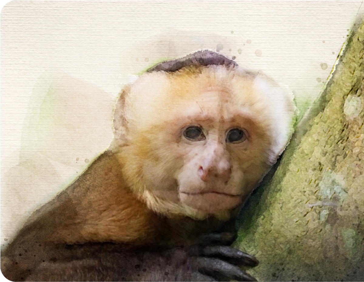 Ilustraciones tomadas del Informe de Tráfico de Fauna Silvestre de la Defensoría del Pueblo.