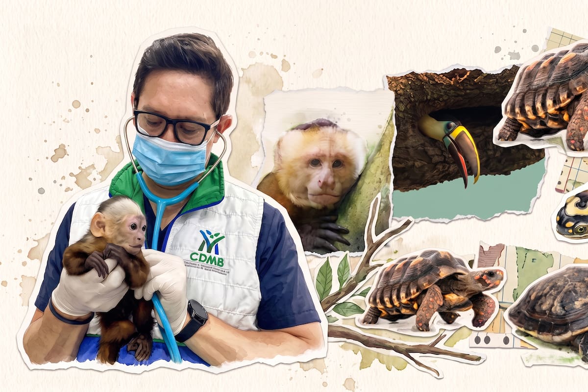 Foto elaborada con IA para este artículo con ilustraciones del informe de Tráfico de Fauna Silvestre de la Defensoría del Pueblo y archivo de la CDMB.