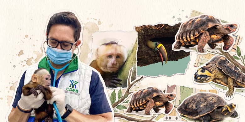 Tragedia ambiental en Santander: 6.000 animales silvestres fueron sacados de su hábitat
