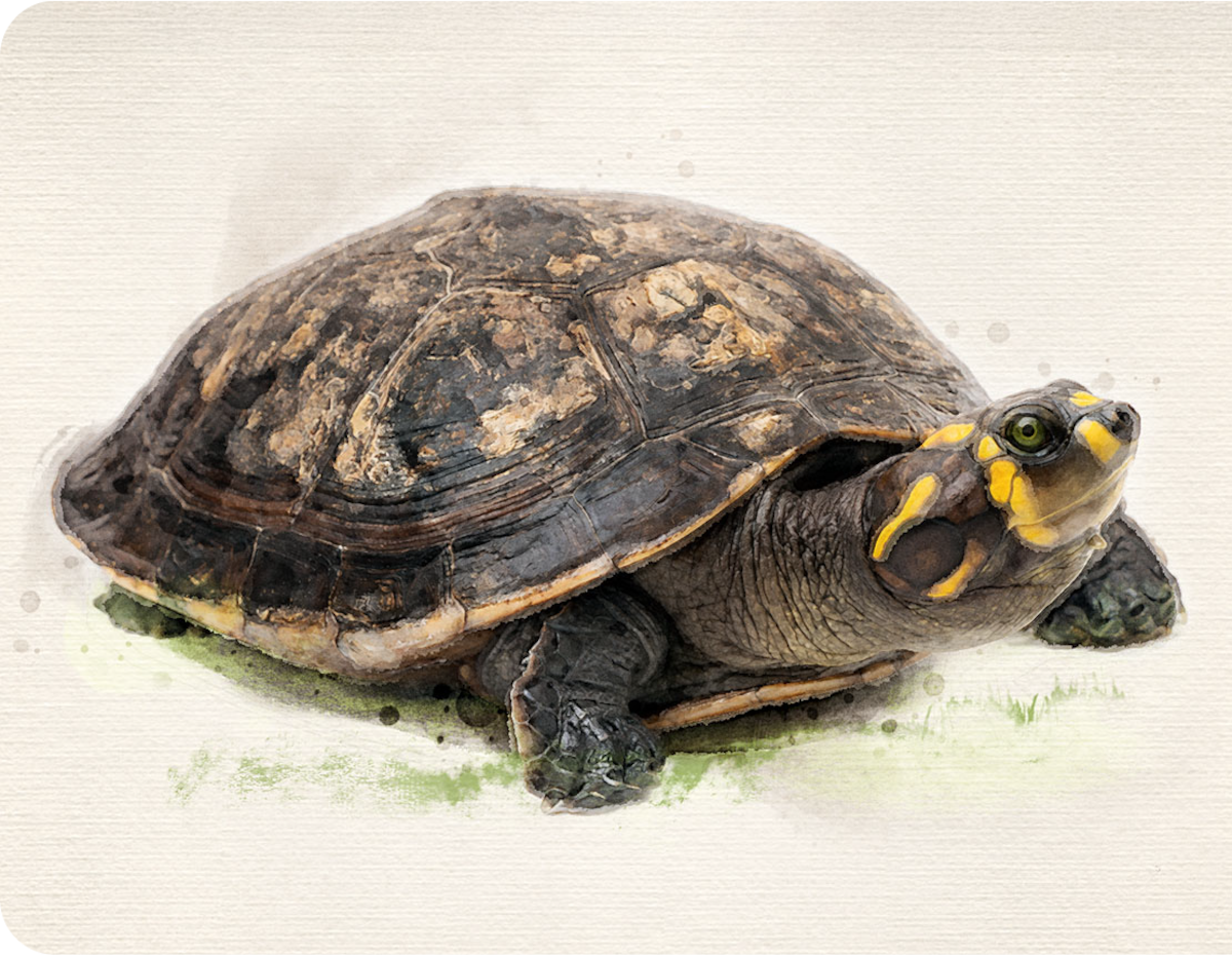 Ilustraciones tomadas del Informe de Tráfico de Fauna Silvestre de la Defensoría del Pueblo.