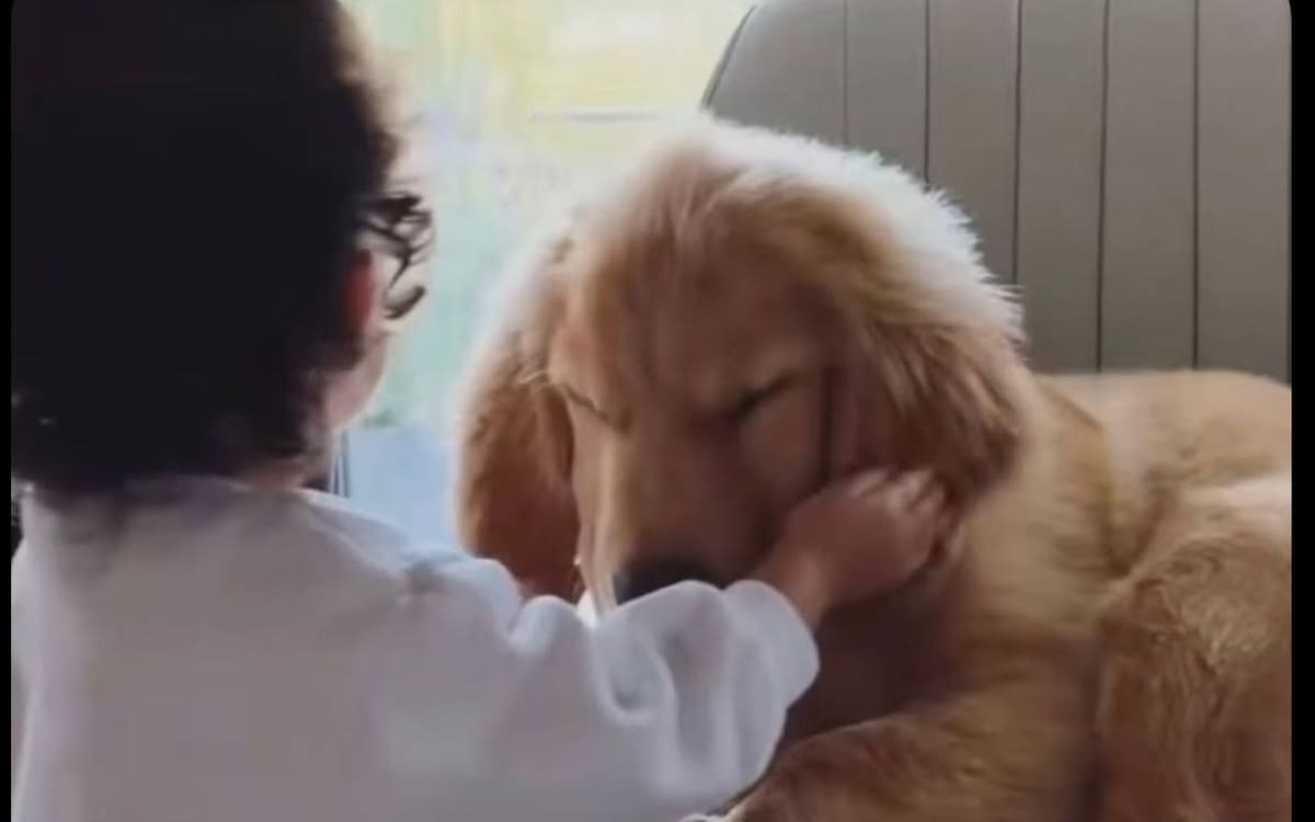 La tragedia también alcanzó a la mascota de la familia. Nhala, una perrita Golden Retriever, fue encontrada sin vida dentro del departamento. Foto tomada de. X.