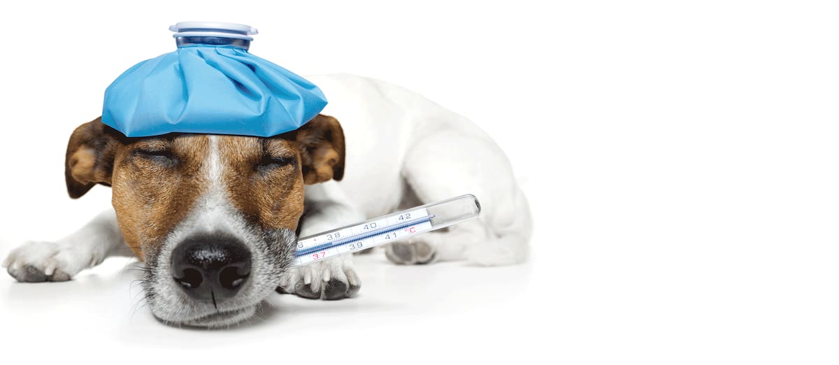 Una de las mayores señales de alerta para llevar a su mascota con el veterinario son los sangrados constantes. Pixabay / VANGUARDIA
