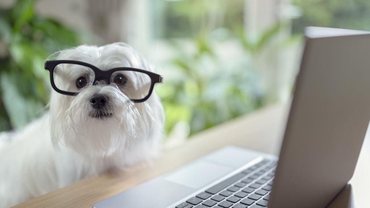 Mascotas virtuales.