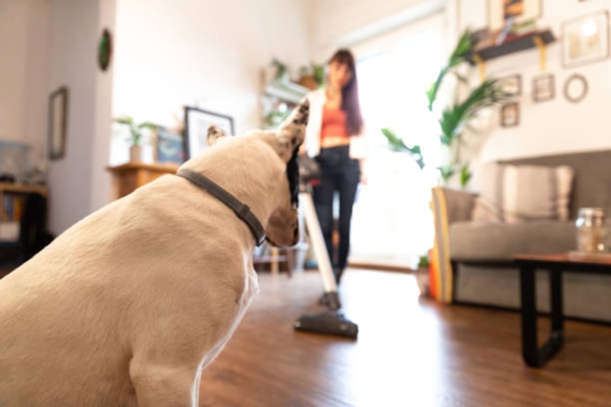 Mascotas en casa: revelan cómo combatir pelos y alérgenos.