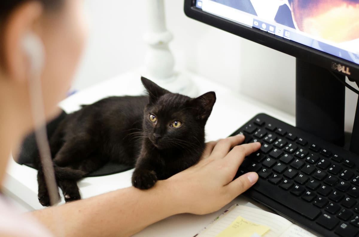 A diferencia de los perros, los gatos son criaturas más territoriales que suelen preferir la comodidad de su hogar, por lo que llevarlos a un ambiente de oficina puede resultar estresante y requiere una adaptación cuidadosa. Foto: tomada de Pexels / VANGUARDIA.