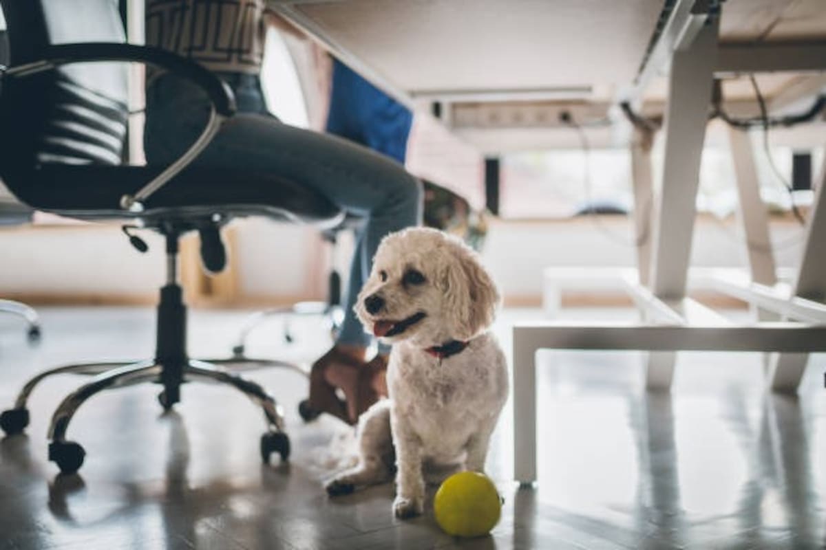 Las oficinas pet-friendly están transformando el entorno laboral en Colombia, promoviendo el bienestar animal y la salud mental de los empleados, al mismo tiempo que se adaptan a las necesidades de las mascotas en el trabajo. Foto: tomada de Pexels / VANGUARDIA.