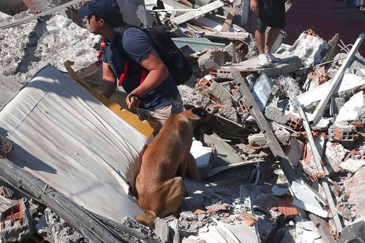El terremoto de magnitud 7,4 que sacudió Colombia no solo provocó una grave emergencia para miles de personas: con el paso de las horas, las redes sociales comenzaron a llenarse de fotografías de perros y gatos desaparecidos durante el sismo.