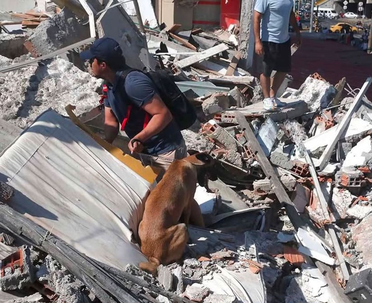 El terremoto de magnitud 7,4 que sacudió Colombia no solo provocó una grave emergencia para miles de personas: con el paso de las horas, las redes sociales comenzaron a llenarse de fotografías de perros y gatos desaparecidos durante el sismo.
