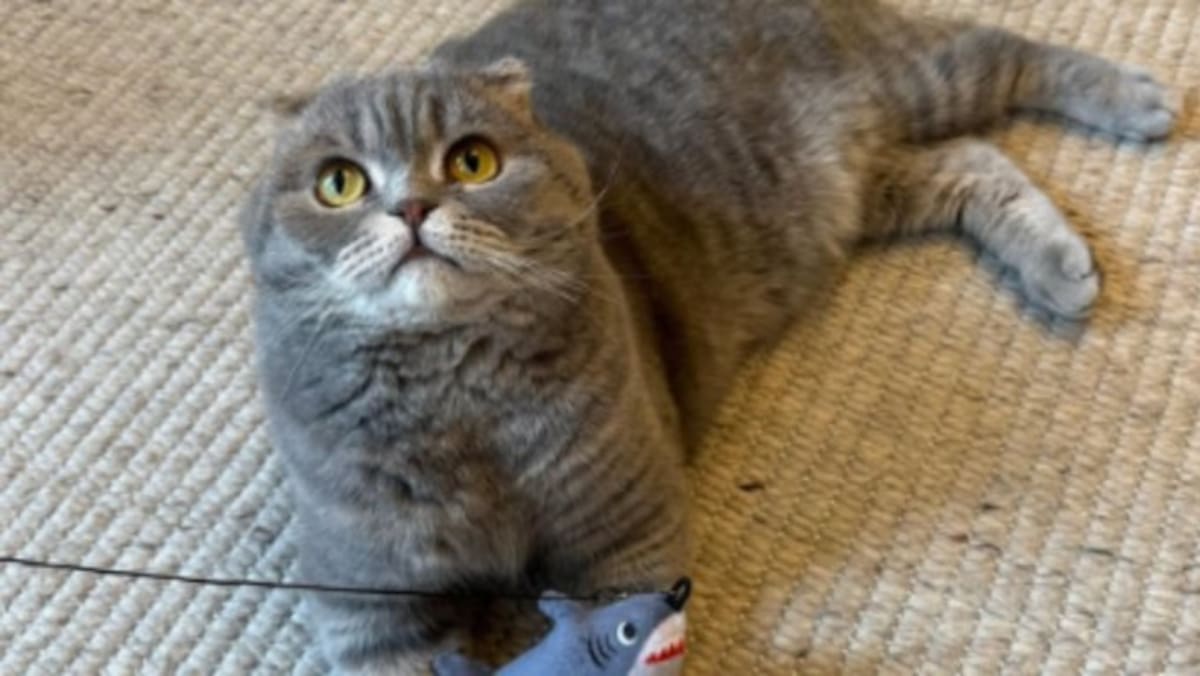 Maximus, el gato del primer ministro de Bélgica, Bart de Wever, se ha vuelto viral por acertar los resultados del Mundial 2026.