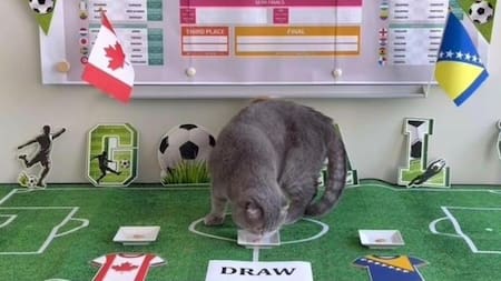‘Maximus’, el gato del primer ministro belga que busca destronar al pulpo ‘Paul’ en el Mundial 2026