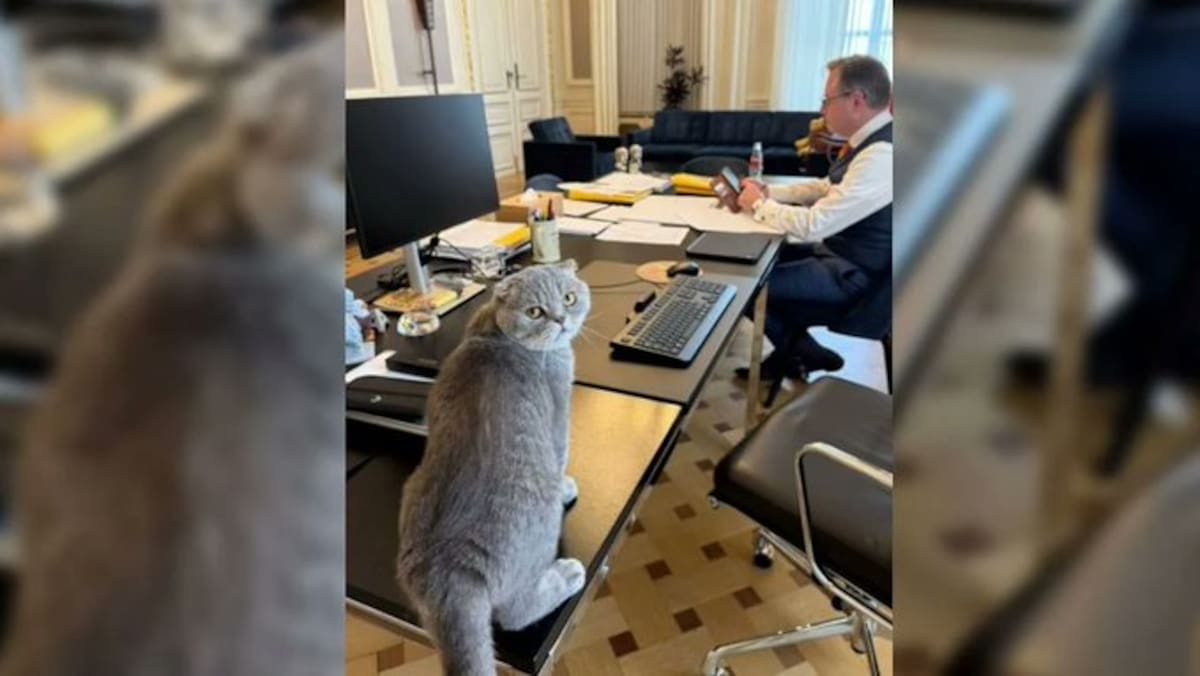 Maximus Textoris Pulcher, el gato rescatado que conquista la residencia del primer ministro belga.