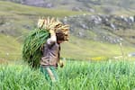 Menos agua, menos producción: Así afecta el fenómeno de El Niño al campo santandereano