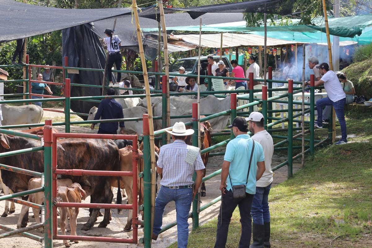 Los ganaderos guapoteños esperan comercial cerca de 400 reses este fin de semana.