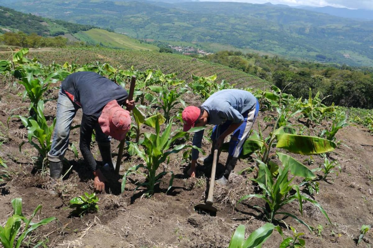 Durante décadas, la agricultura ha dependido de fertilizantes químicos para sostener la producción. Sin embargo, una nueva mirada científica está poniendo el foco en lo que ocurre bajo nuestros pies: la vida microbiana del suelo, un universo invisible que hoy se perfila como clave para el futuro de la productividad agrícola y la sostenibilidad.