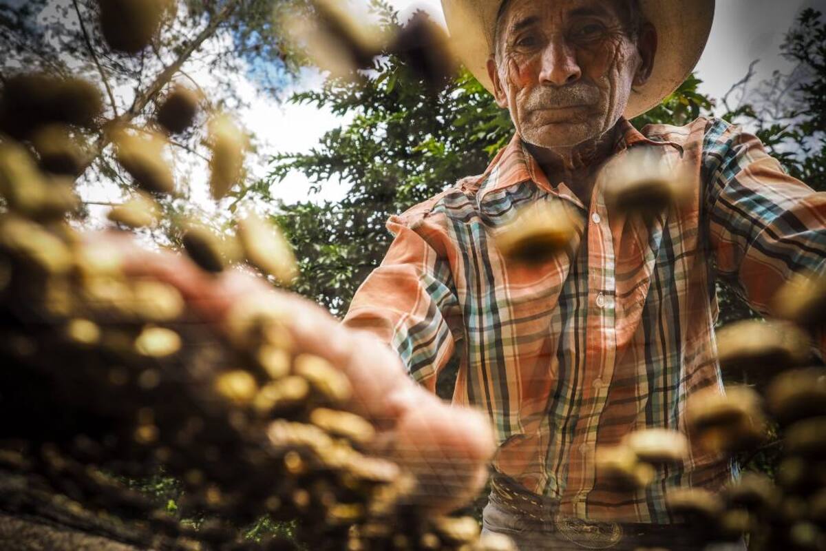 La calidad, suavidad y múltiples sabores son las características sobresalientes de los cafés que se producen en Santander. (Foto: Archivo / VANGUARDIA LIBERAL)