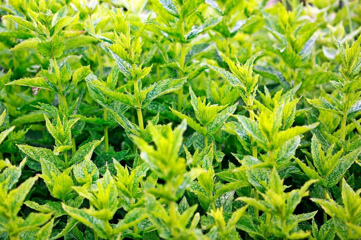 Si en el sueño ve cómo crece una planta de menta indica que disfrutará de placeres y entretenimientos que le apartarán de la rutina. Pixabay / VANGUARDIA