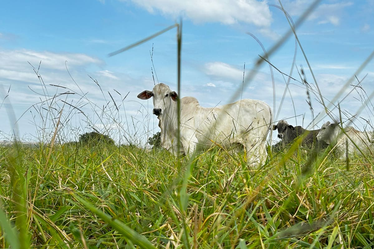 Modelos de agricultura y ganadería regenerativa defienden que los primeros centímetros de suelo fértil son la principal herramienta natural para capturar carbono, retener agua y recuperar ecosistemas degradados.