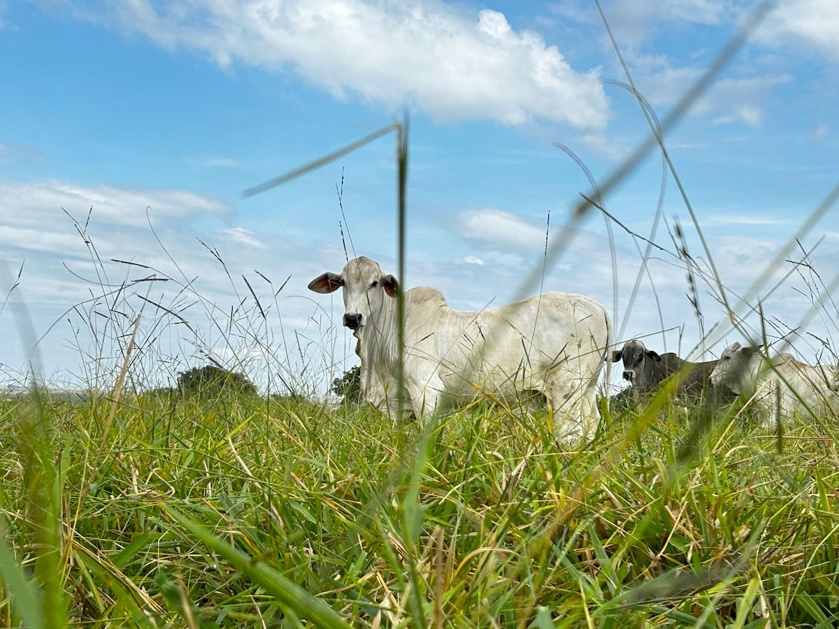 Modelos de agricultura y ganadería regenerativa defienden que los primeros centímetros de suelo fértil son la principal herramienta natural para capturar carbono, retener agua y recuperar ecosistemas degradados.