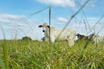 Ganadería regenerativa: la clave para combatir el hambre y restaurar el suelo