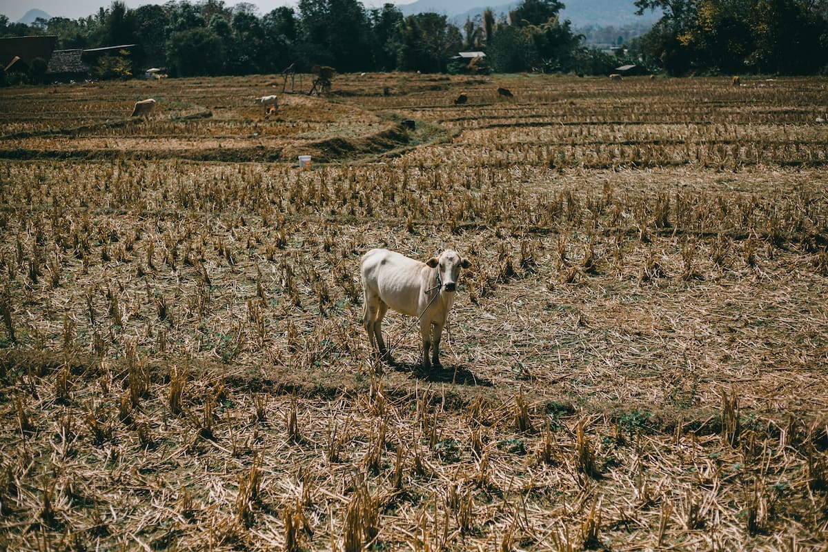 Modelos de agricultura y ganadería regenerativa defienden que los primeros centímetros de suelo fértil son la principal herramienta natural para capturar carbono, retener agua y recuperar ecosistemas degradados.