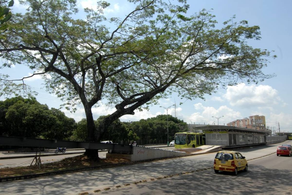 A primera vista parece una ‘colombianada’, pero el puente se está haciendo así a propósito para no talar este árbol. (Foto: Jaime del Río / VANGUARDIA LIBERAL)