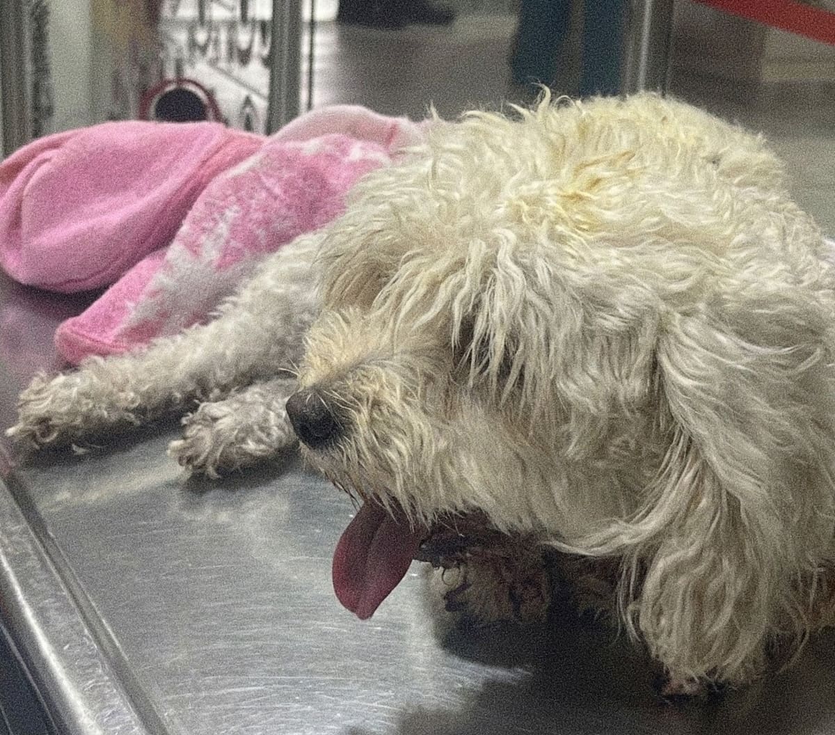 Molly, la perrita que saltó desde el quinto piso para salvarse de un feroz incendio en Neiva. Foto: X // Redes Sociales