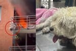 Murió Molly, la perrita que saltó de un quinto piso para escapar de incendio en Neiva: esto se sabe