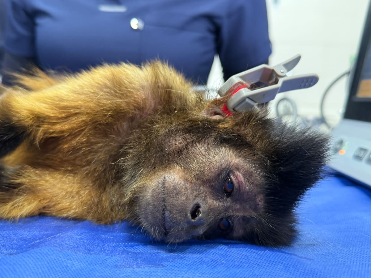 Especialistas del Centro de Atención y Valoración de Fauna Silvestre evalúan el estado de salud del primate rescatado. Foto: CDMB