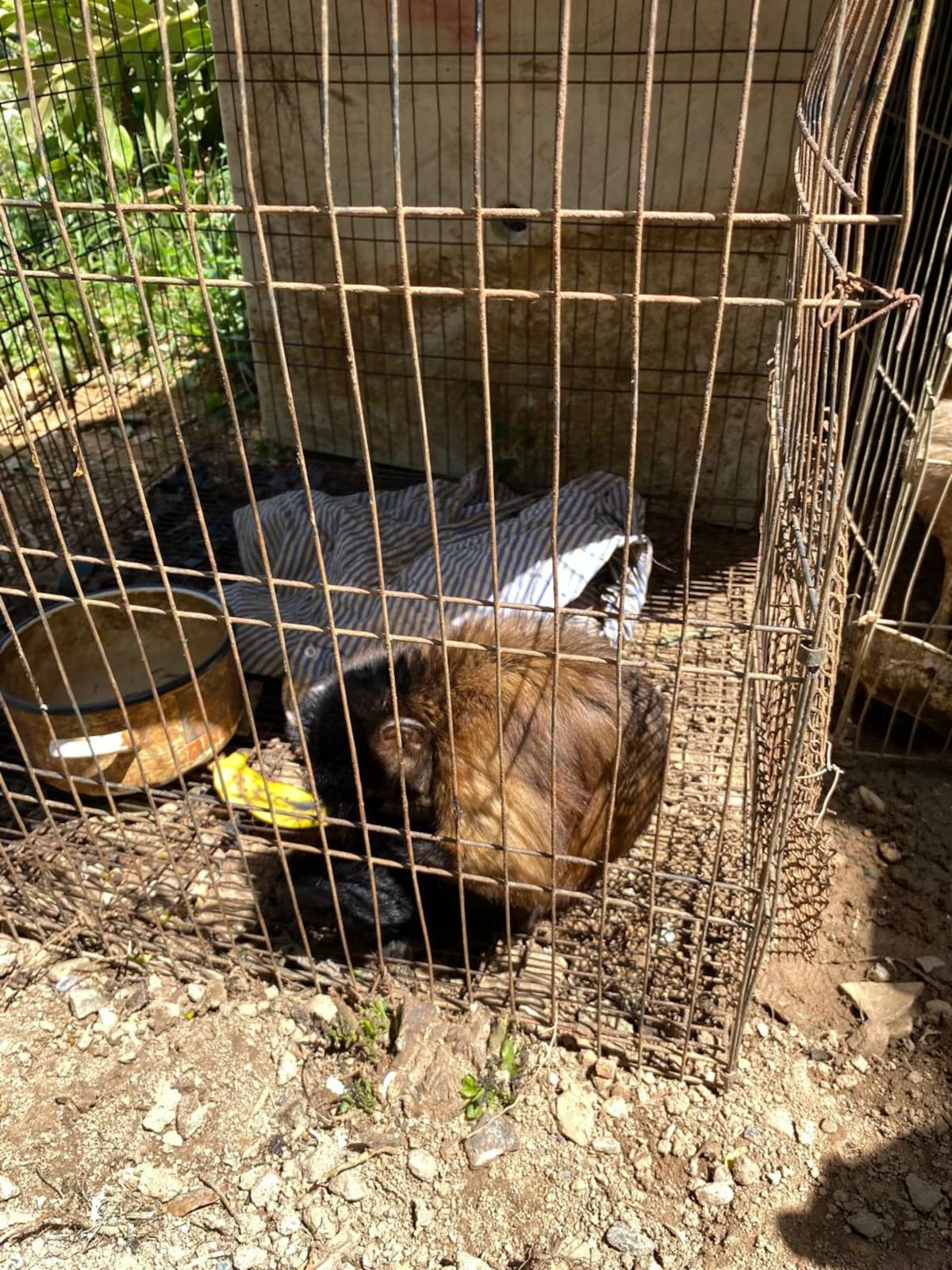 El Grupo Élite Ambiental de la CDMB atendió la denuncia ciudadana que permitió rescatar al mono maicero en Floridablanca. Foto: CDMB