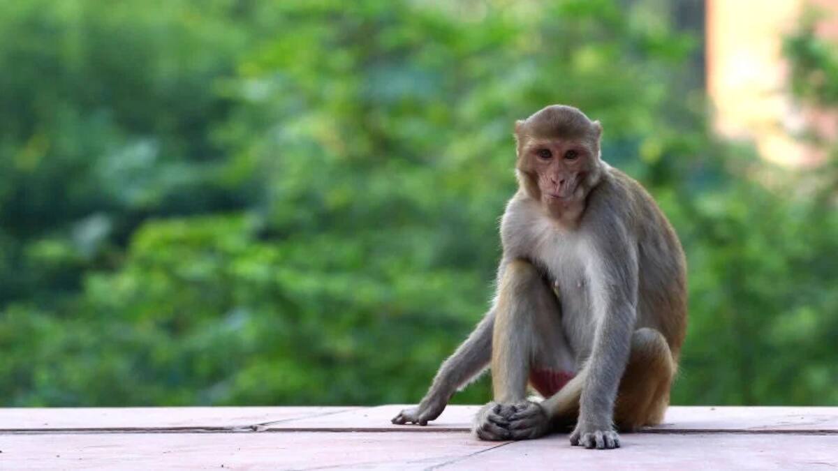Un mono en la India.